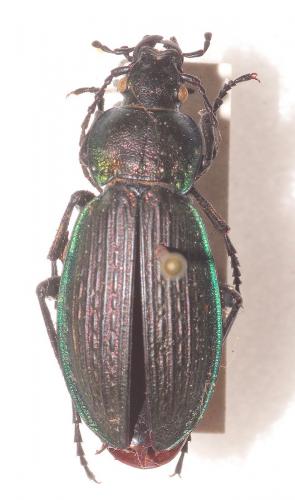 Carabus monilis